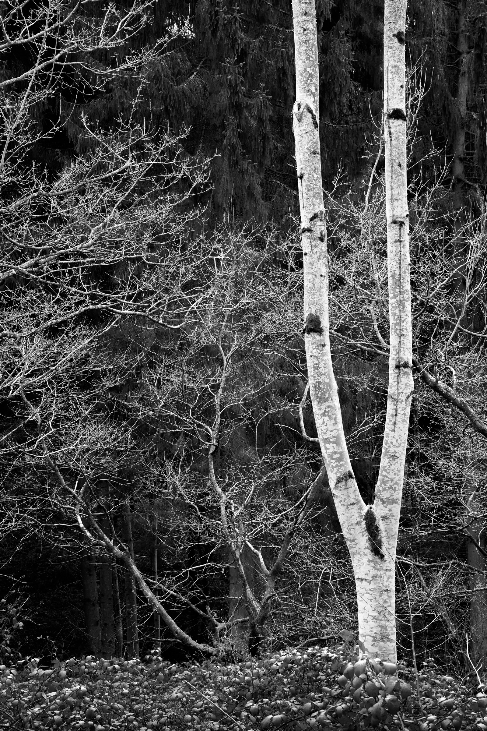 Silver Birch | Lineover Wood | Gloucestershire