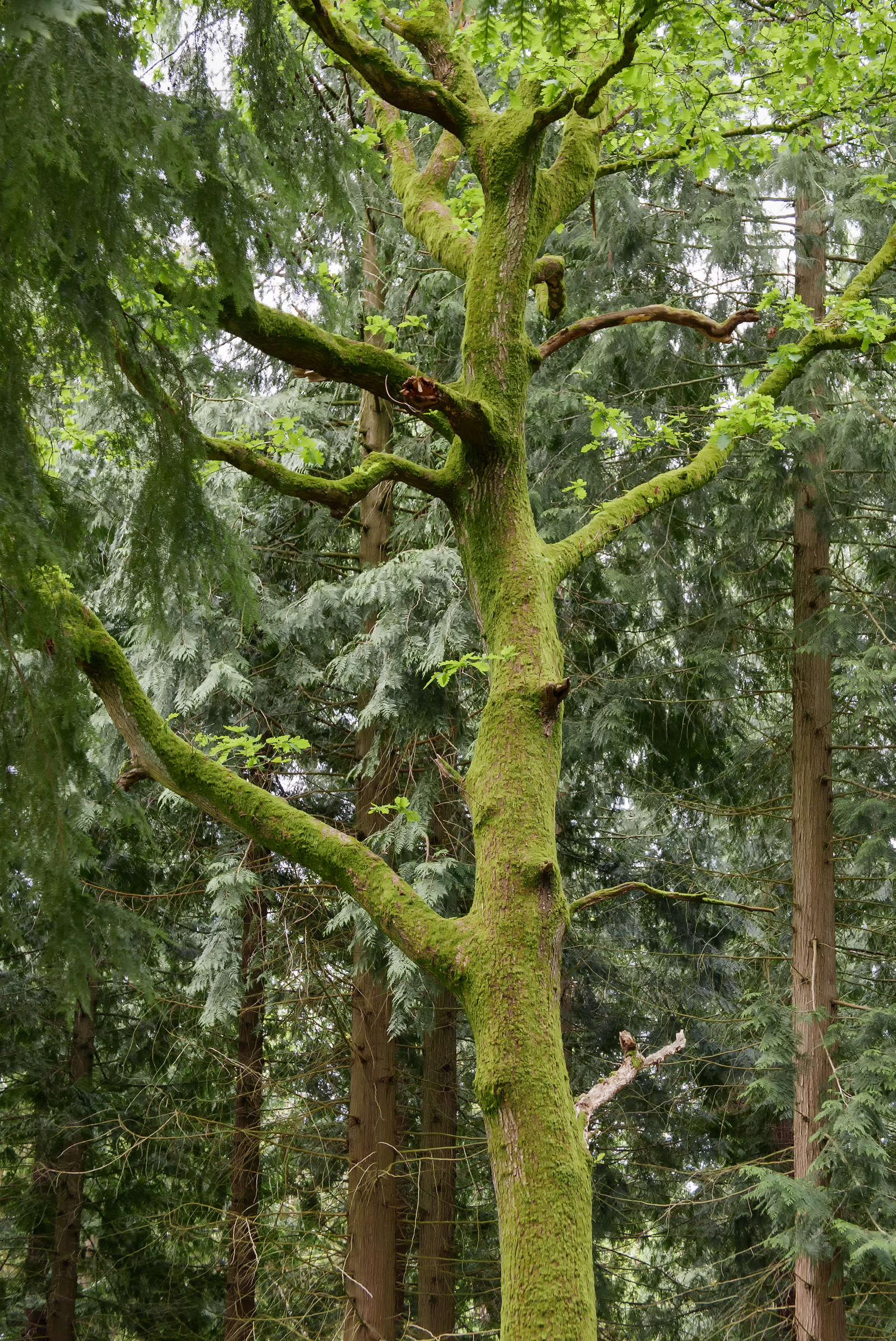 Lineover Wood | Gloucestershire